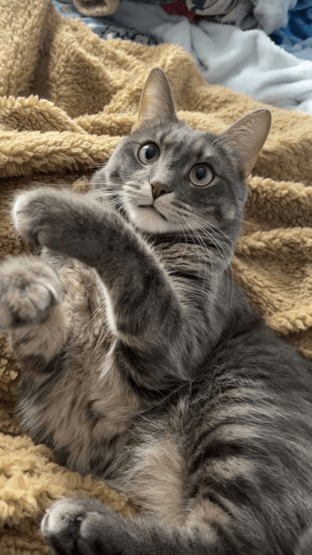 Cat with Paw in Air