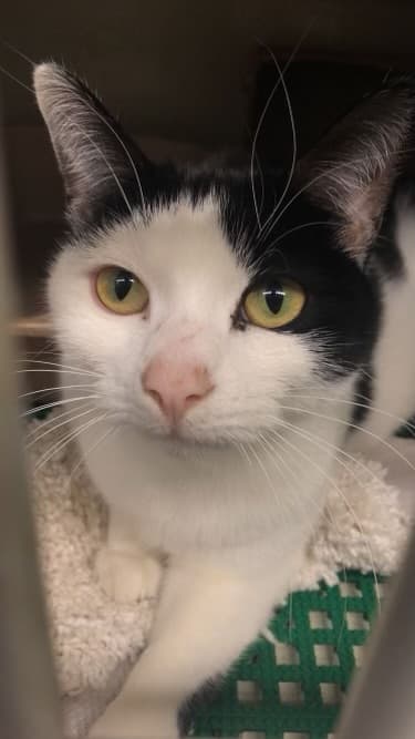 Cat with Yellow Eyes in Kennel